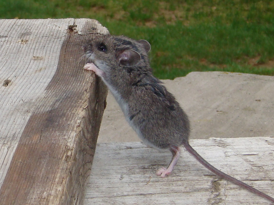 Rodent Rat Image